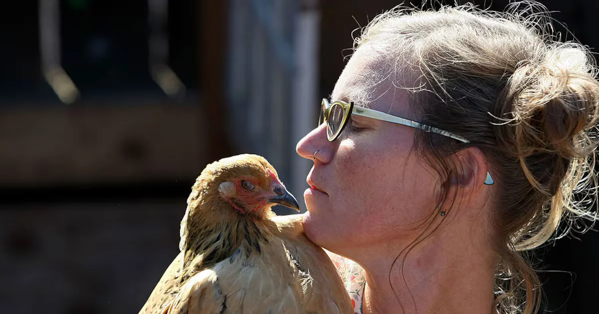 CDC warns against kissing backyard poultry as salmonella outbreak expands